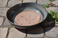 bonzai-48cm-2026-juin-aout.jpg 